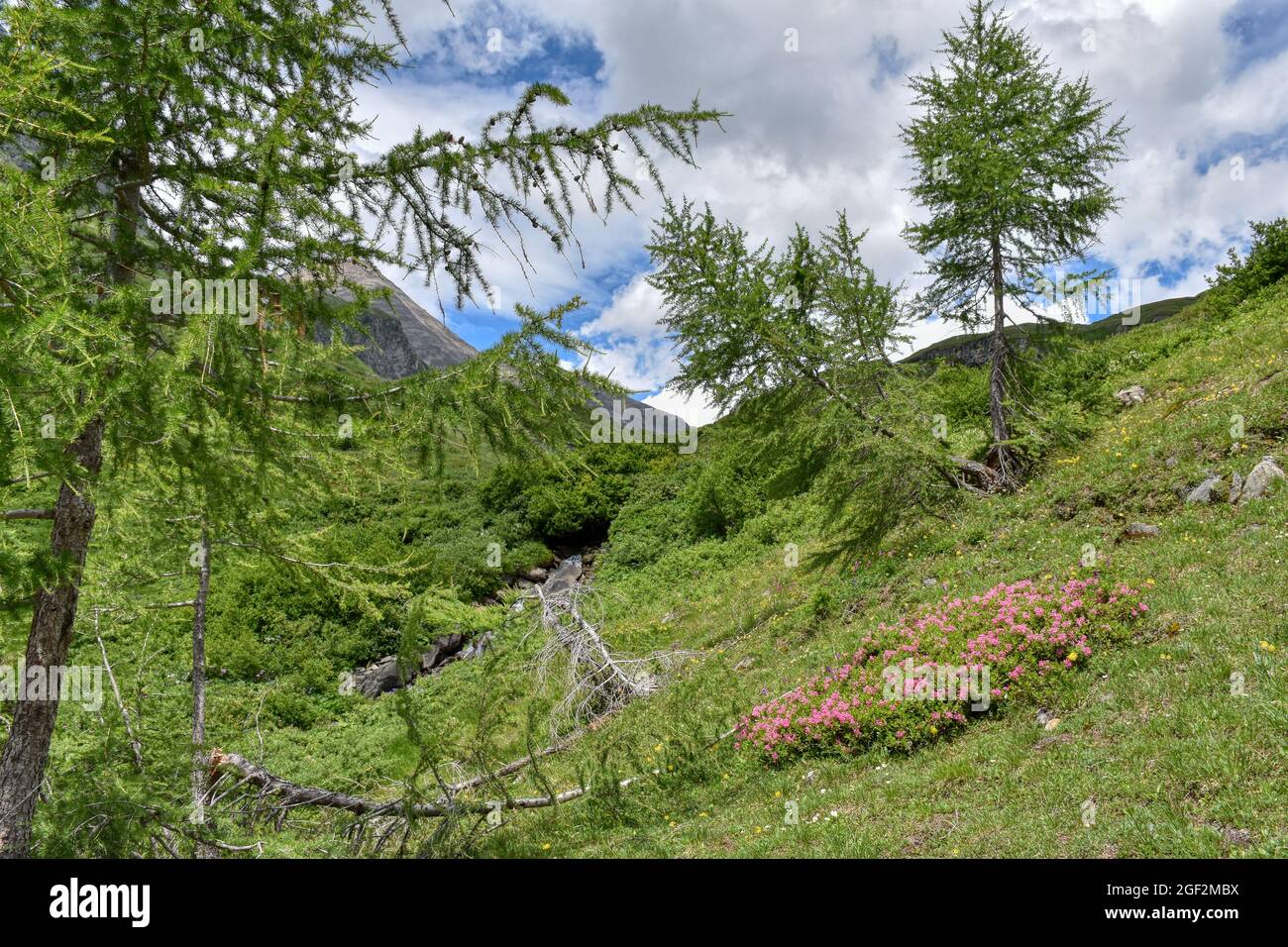 Almenrausch, Steinrose, Almrausch, Blume, Blüten, Alpenrose, Bewimperte Alpenrose, Rostblätter Alpenrose, Strauch, Verzweigt, immergrün, Ros Stockfoto