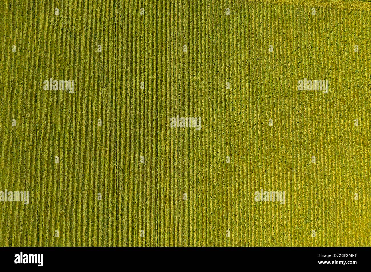 Luftaufnahme des landwirtschaftlichen Sonnenblumenfeldes Stockfoto