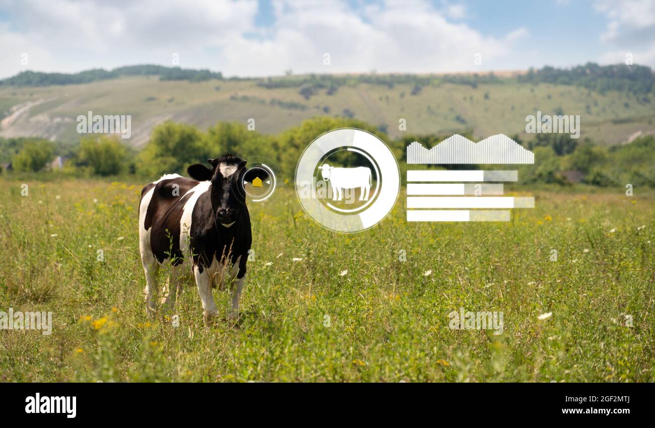 Kuh mit RFID-Chip und Infografiken. Herdenmanagement-Konzept. Stockfoto