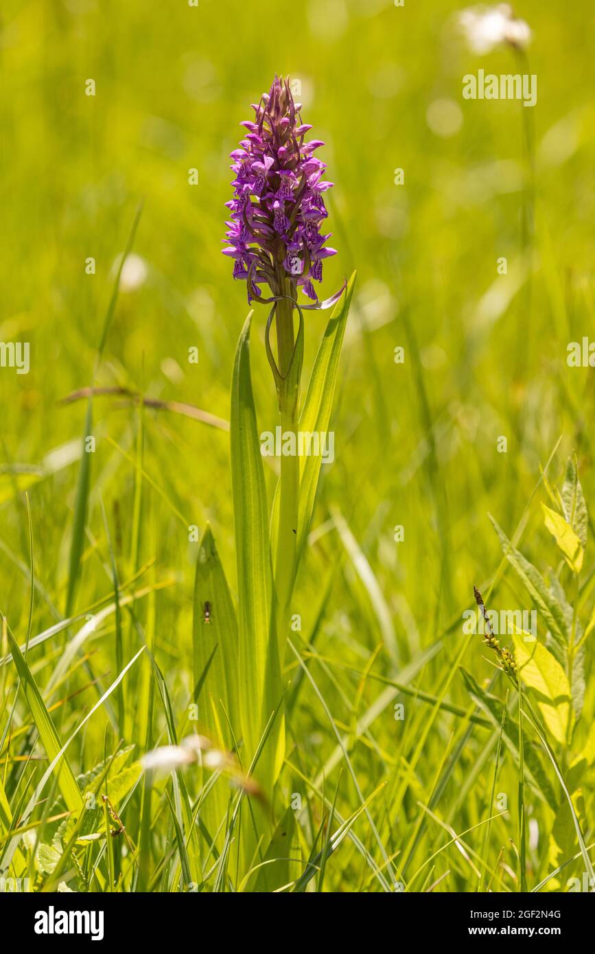 Frühe Sumpforchidee (Dactylorhiza incarnata), blühend, Deutschland, Bayern, Chiemseemoore Stockfoto