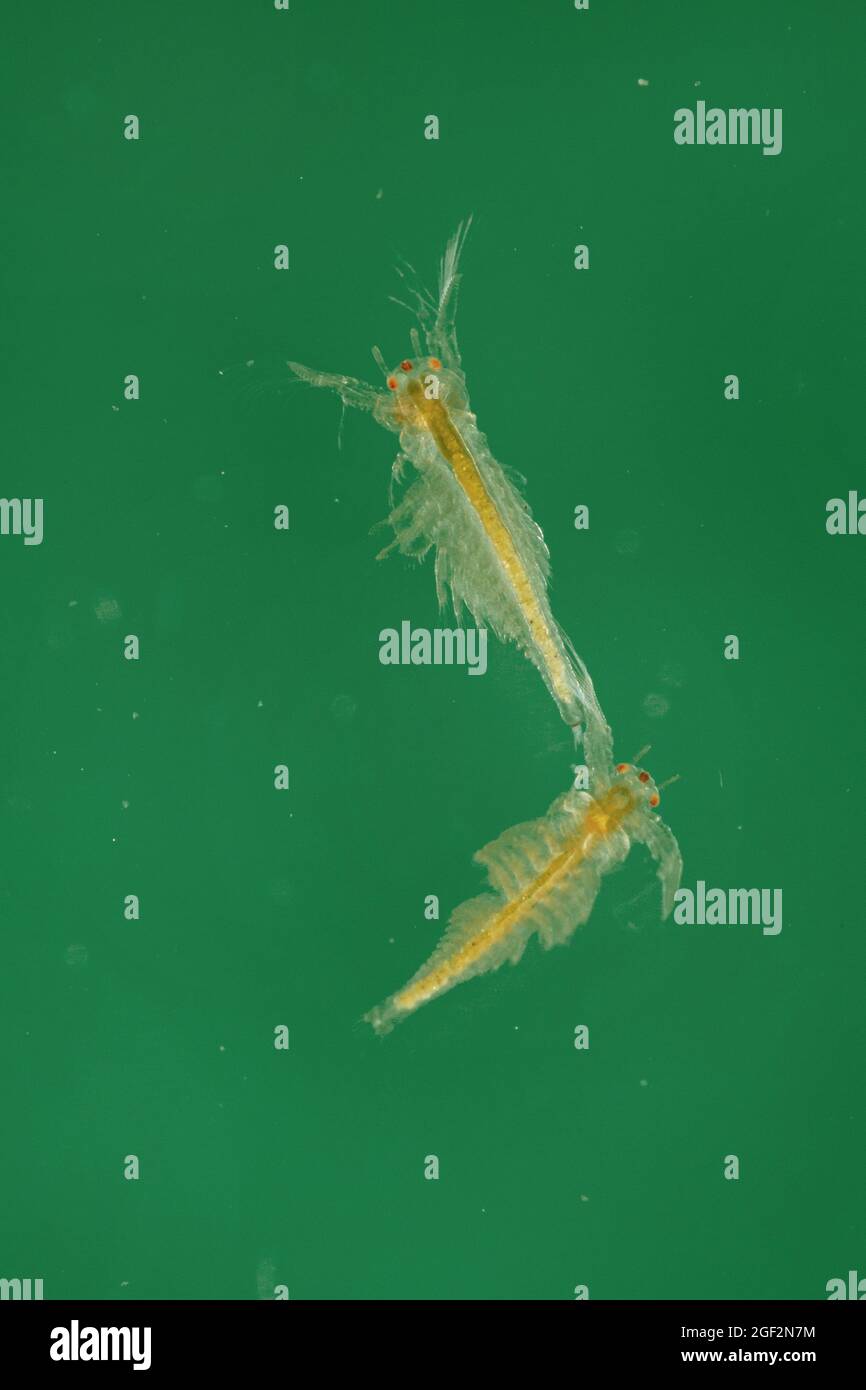 Fairy Shrimps (Tanymastix stagnalis), Nauplius Larven, Deutschland, Bayern Stockfoto