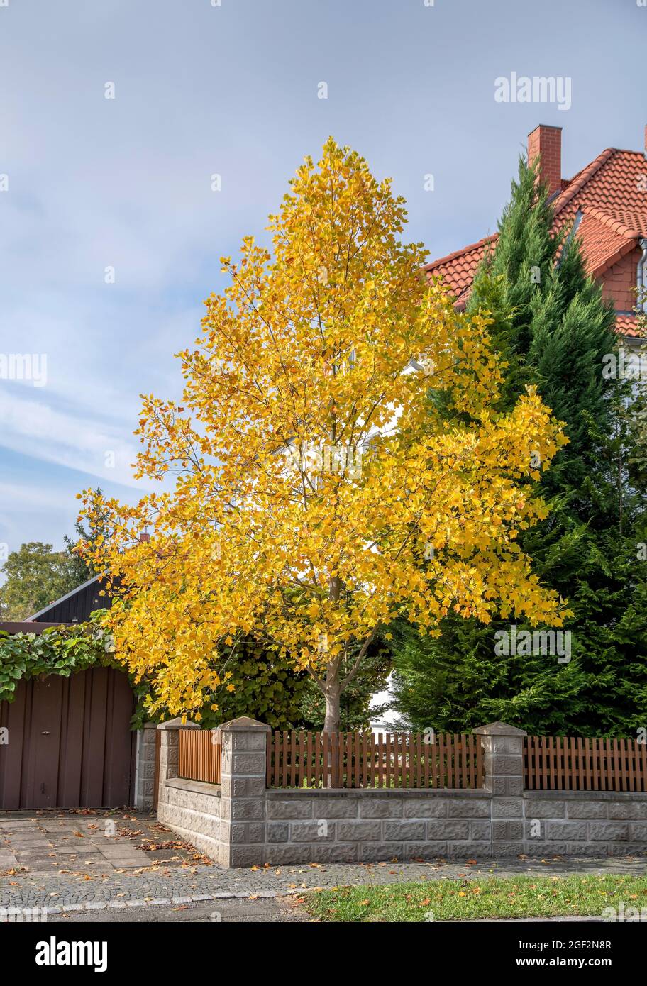 tulpenbaum (Liriodendron tulipifera), in Herbstfarben gehalten, Deutschland Stockfoto