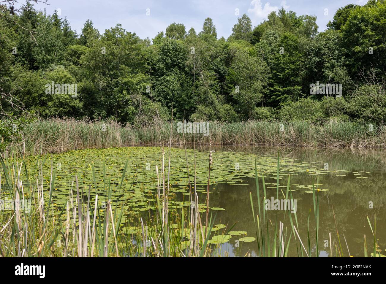 Europäische gelbe Teichlilie, Gelbe Wasserlilie (Nuphar lutea), in einem kleinen Teich in einem Auenwald, Deutschland, Bayern Stockfoto