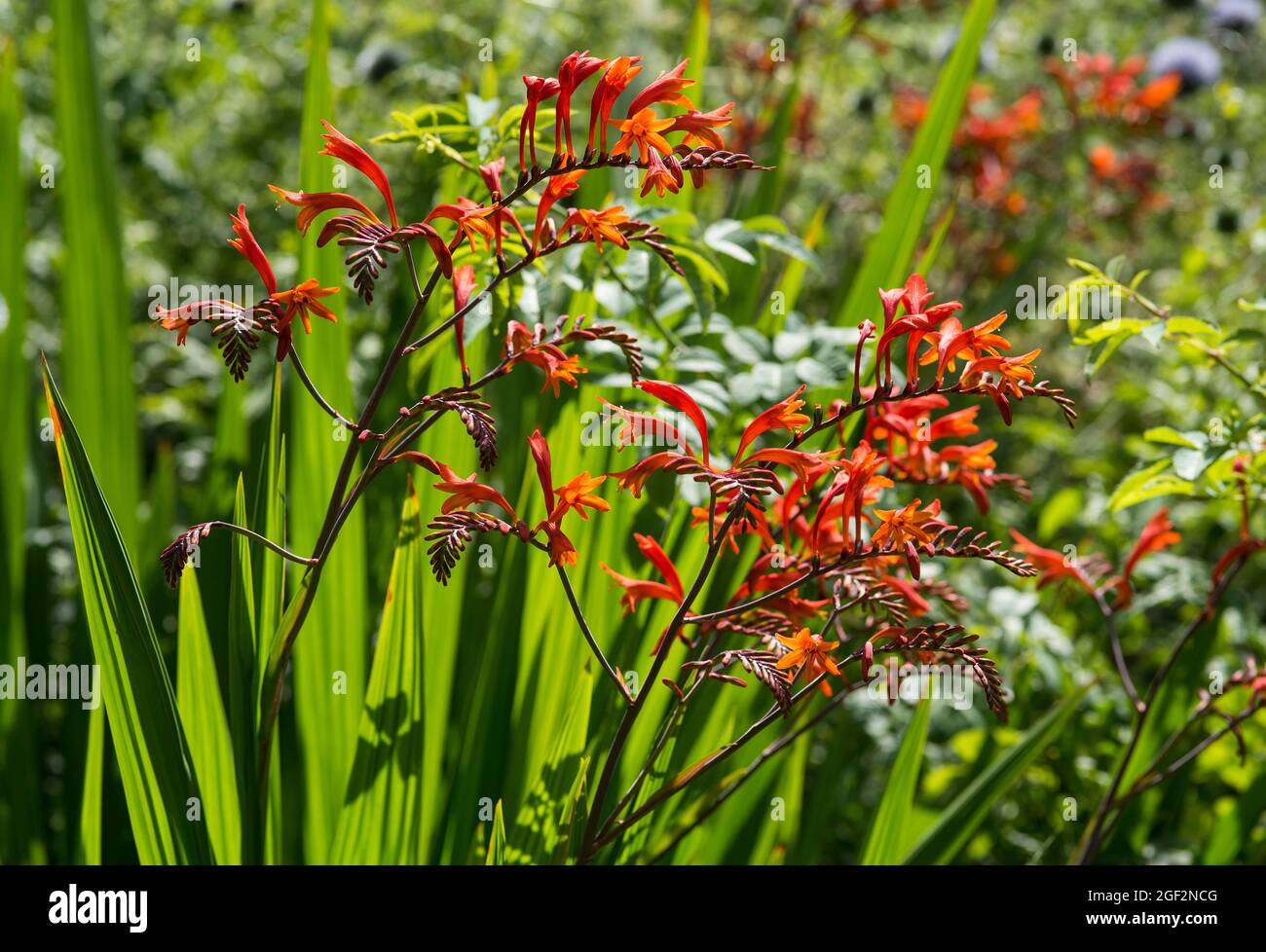 Crocosmia, AKA Montbretia, blühende Pflanzen, Irisfamilie, Iridaceae. Gewölbte, trompetenförmige, orange-rote Blüten mit üppigen schwertartigen grünen Blättern. Stockfoto
