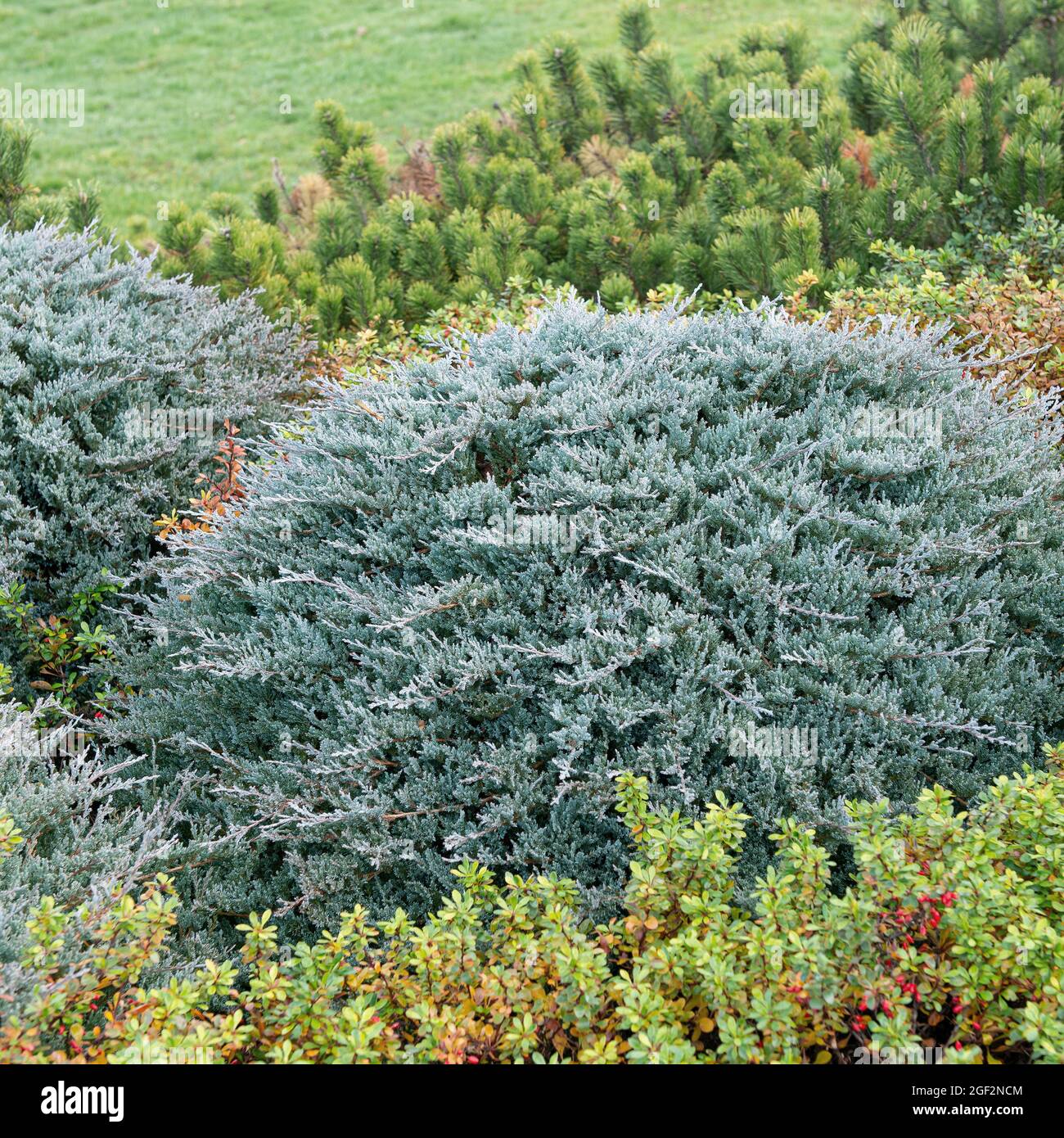 Blauer Teppich-Wacholder, schleichende Wacholder (Juniperus horizontalis 'Blue Chip', Juniperus horizontalis Blue Chip), kultivierender blauer Chip Stockfoto