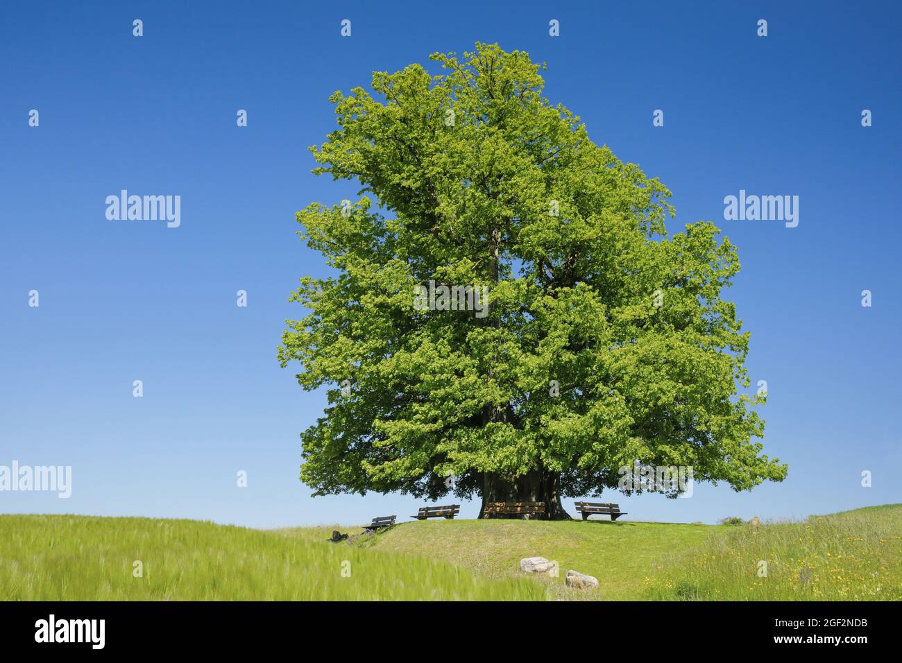 Großblättrige Linde, Lindenbaum (Tilia platyphyllos), Lindenbaum von Linn, großer alter Lindenbaum unter blauem Himmel, Schweiz, Argovia, Stockfoto