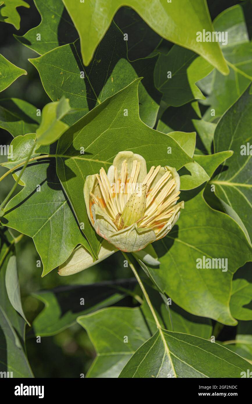 tulpenbaum (Liriodendron tulipifera), Zweig mit Blume, Deutschland Stockfoto