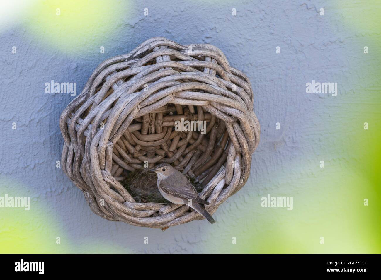 Gefleckter Fliegenfänger (Muscicapa striata), an einem Nest mit Jungvögeln in einem alten Korb beim Haus, Deutschland Stockfoto