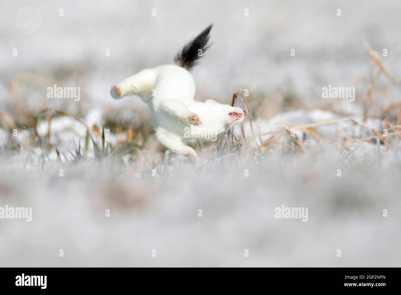 Hermelin, Stau, Kurzschwanzweasel (Mustela erminea), Romping, Jagdtechnik, Deutschland, Bayern Stockfoto