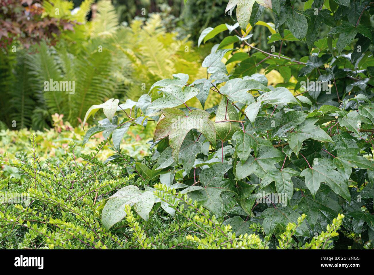 Chang’s süßes Gummi (Liquidambar acalycina), Blätter Stockfoto