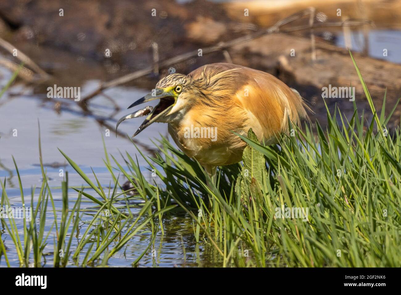 Squacco Reiher (Ardeola ralloides), fängt einen Fisch, Deutschland, Bayern Stockfoto