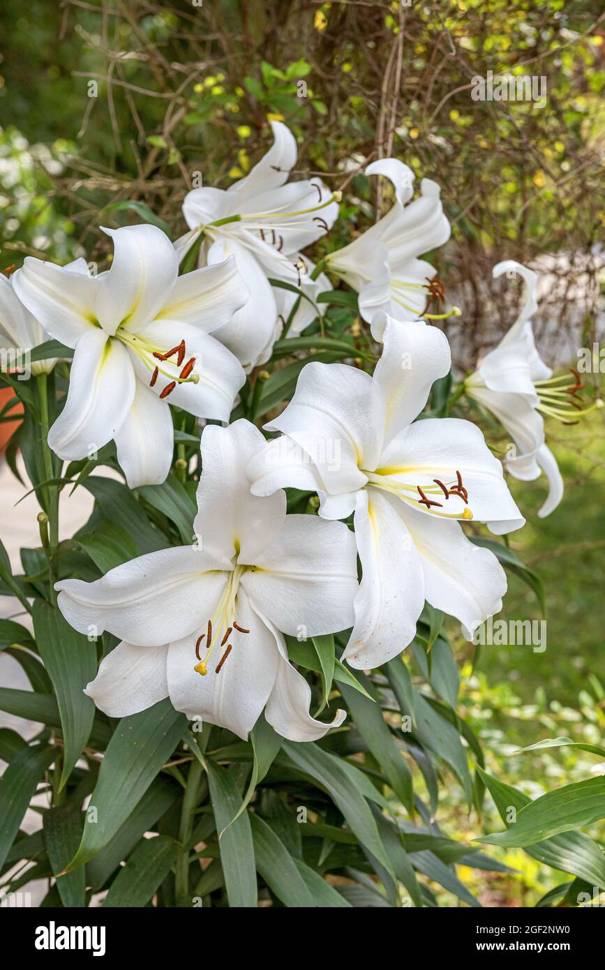 lilie (Lilium 'Gizmo', Lilium Gizmo), Blüten der Sorte Gizmo Stockfoto