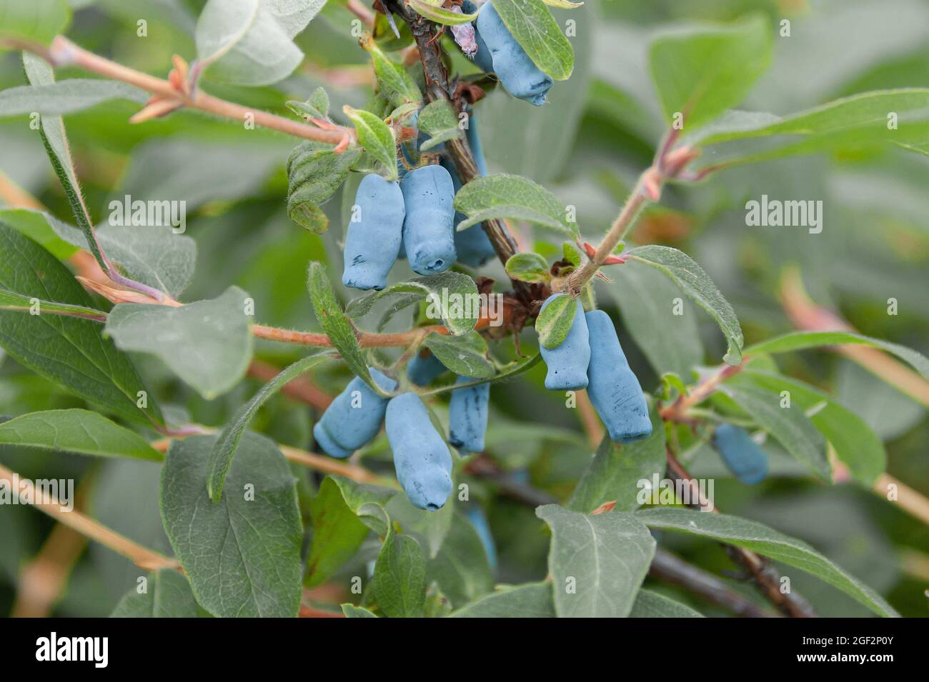 Blaubeerhonig, Blauer Geißel, Süßbeerhonig, Blauer Geißel (Lonicera caerulea 'Morena', Lonicera caerulea Morena), Stockfoto