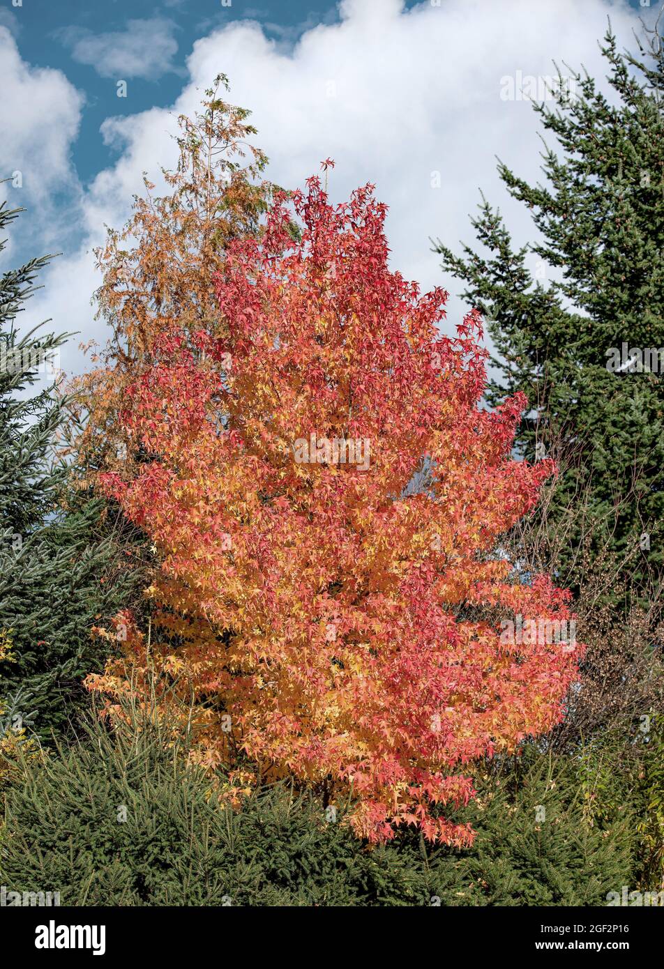 Satin Walnuss, Sweet Gum, Red Gum (Liquidambar styraciflua), Gewohnheit im Herbst, Deutschland Stockfoto