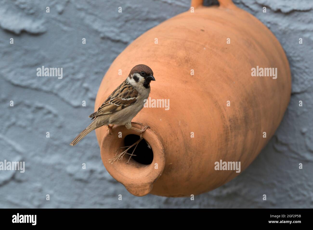 Eurasischer Baumsperling (Passer montanus), auf einem Nistkasten aus Ton, Deutschland Stockfoto