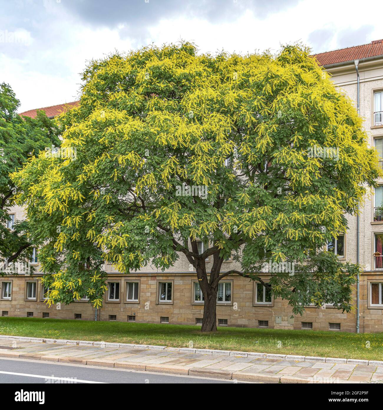goldener Regenbaum (Koelreuteria paniculata), blühend, Deutschland Stockfoto
