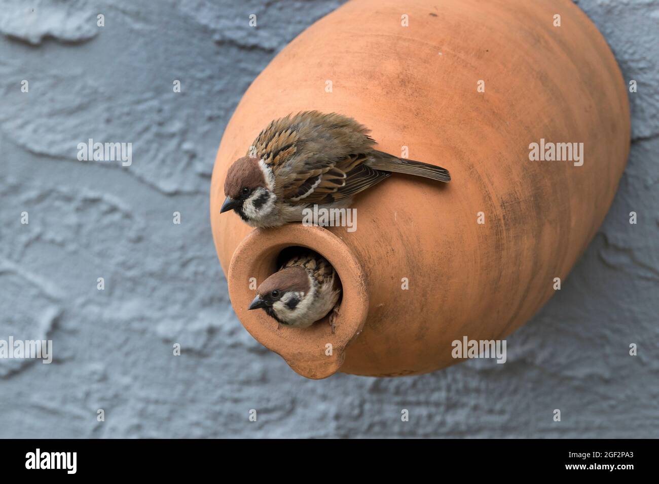 Eurasischer Baumsperling (Passer montanus), Paar an einem Nistkasten aus Ton, Deutschland Stockfoto
