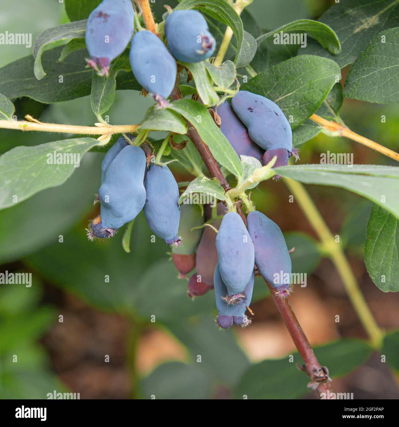 Blaubeerhonig, Blauer Geißel, Süßbeerhonig, Blauer Geißel (Lonicera caerulea 'Leningradski Velikan', Lonicera caerulea Stockfoto