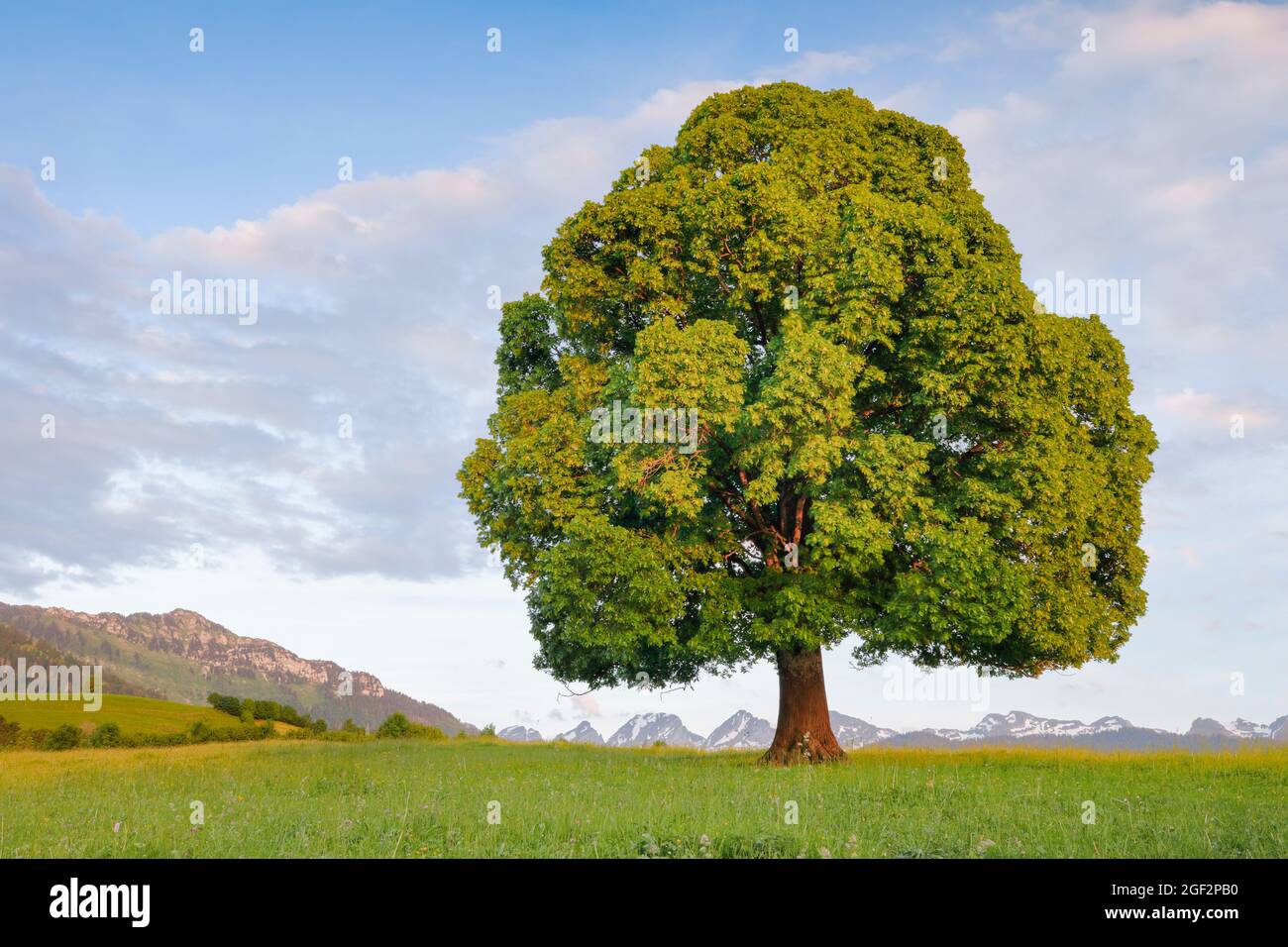 Linden, Linden, Linden (Tilia spec.), freistehender Baum, Appenzeller Alpen im Hintergrund, Schweiz, St. Gallen Stockfoto