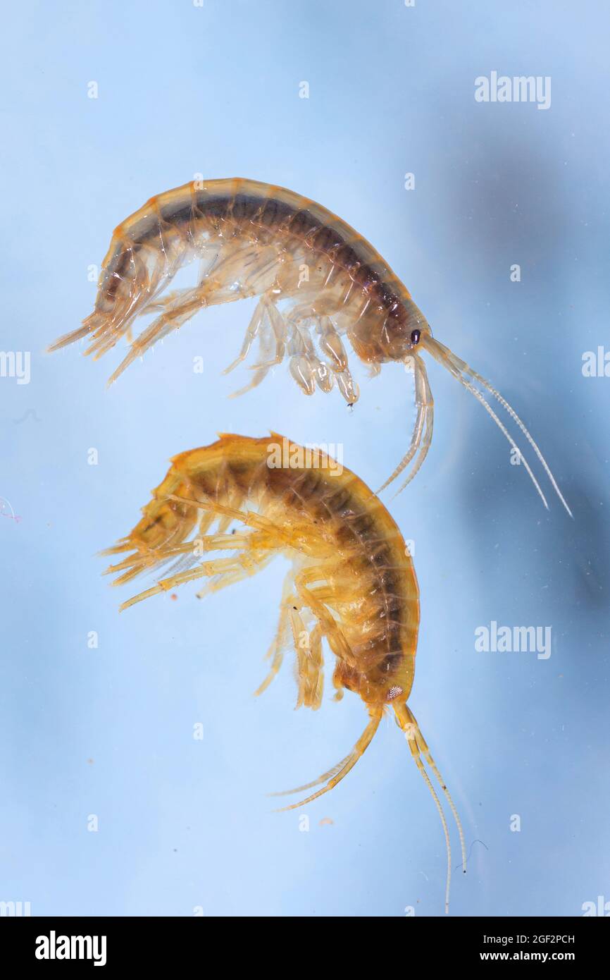 Lacustrine Amphipod, Lacustrine Shrimps, Süßwasser-Garnelen, Süßwasser-Arthropoden, Süßwasser-Amphipod (Gammarus roeseli und Gammarus pulex), beides Stockfoto