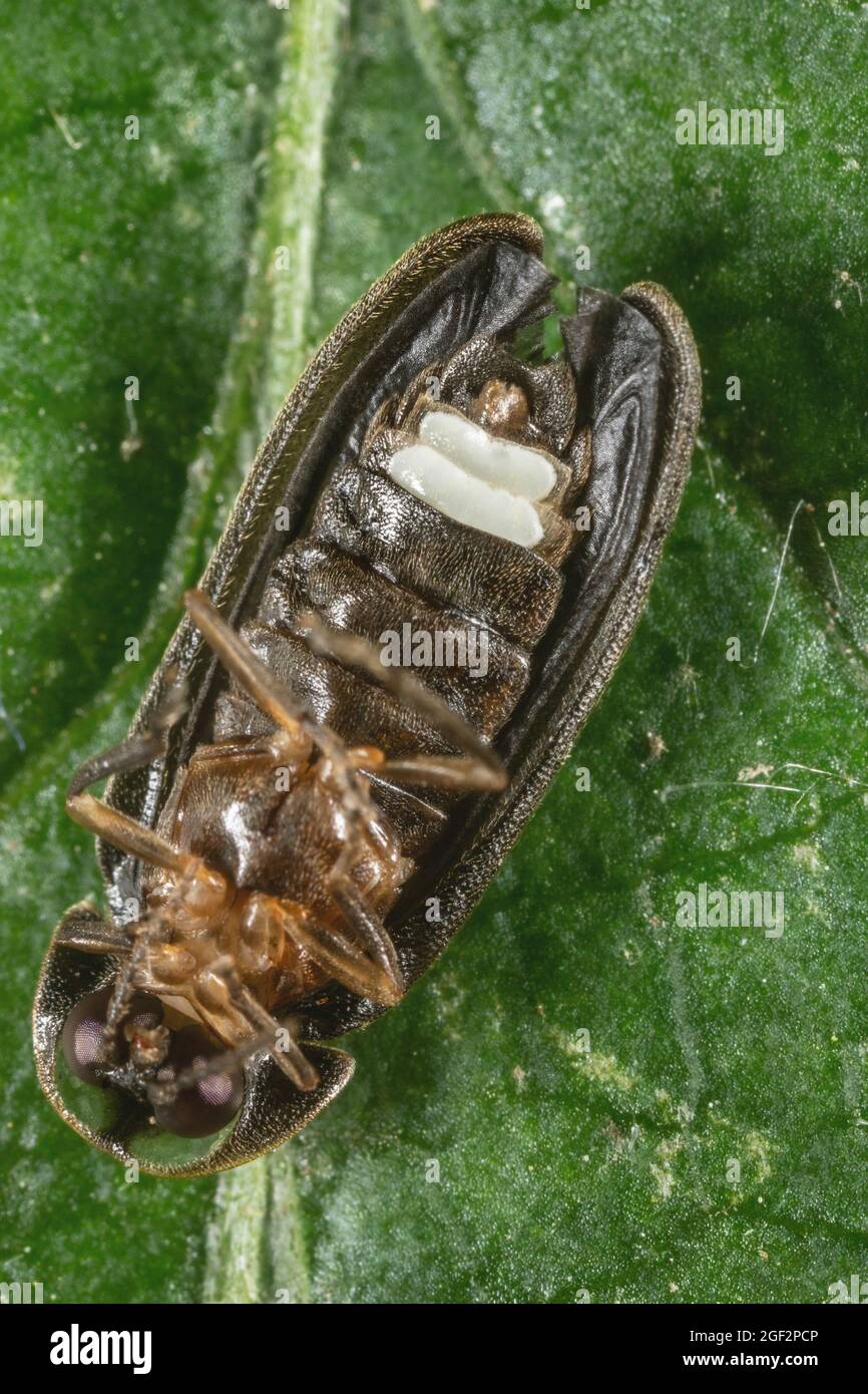 Kleiner Blitzkäfer (Lamprohiza splendidula, Phausis splendidula), Männchen, Photophor, Makroaufnahme, Deutschland, Bayern Stockfoto