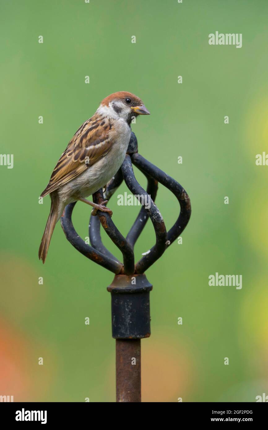 Eurasischer Baumsperling (Passer montanus), auf einem dekorativen Aussichtspunkt im Garten, Deutschland Stockfoto