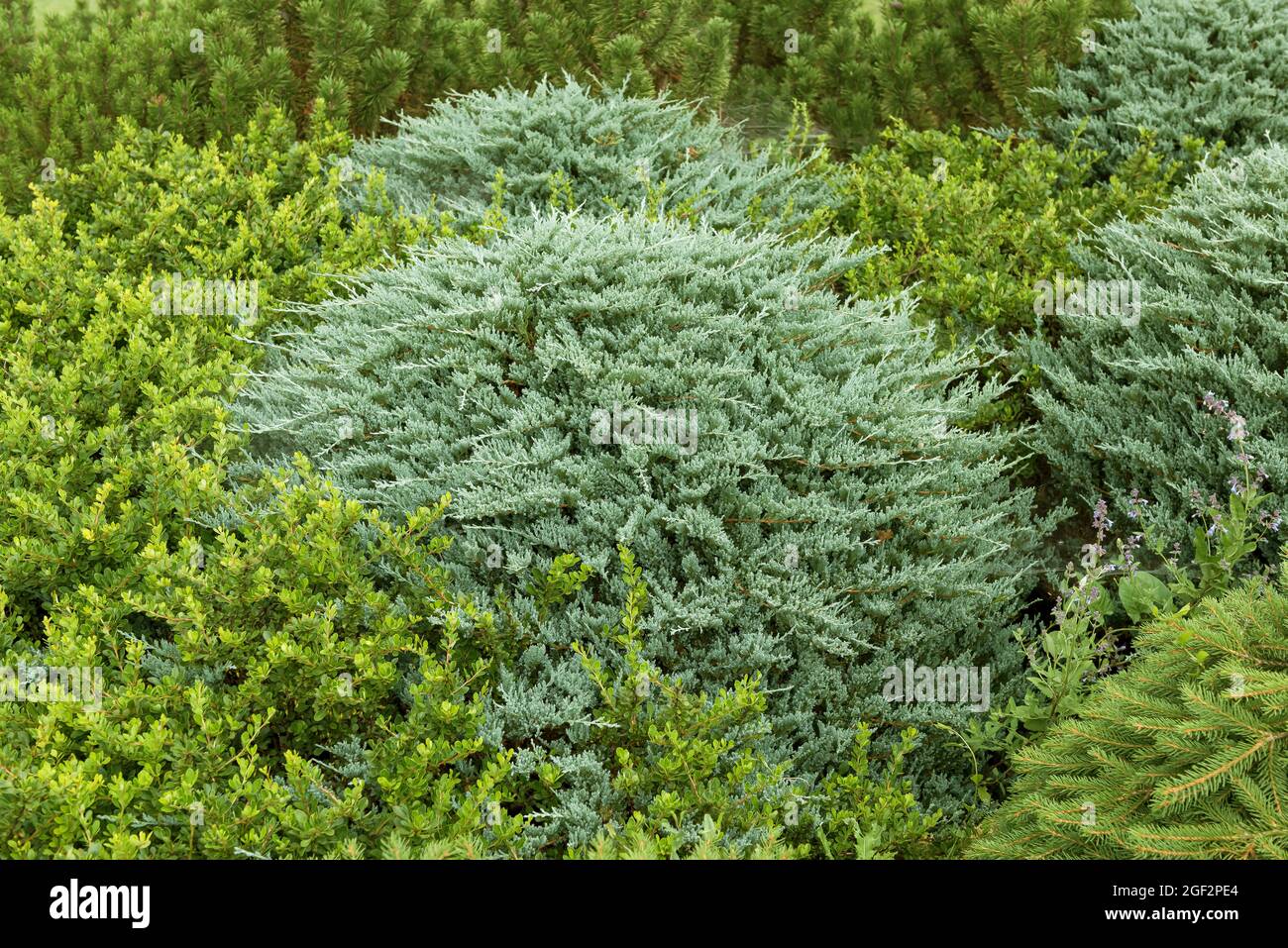 Blauer Teppichwacholder, schleichende Wacholder (Juniperus horizontalis 'Wiltonii', Juniperus horizontalis Wiltonii), Sorte Wiltonii Stockfoto