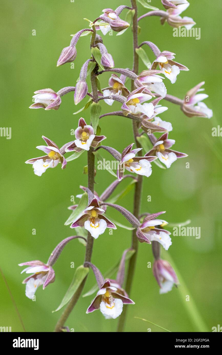 Marsh (helleborine Epipactis palustris), Blumen, Deutschland, Bayern Stockfoto