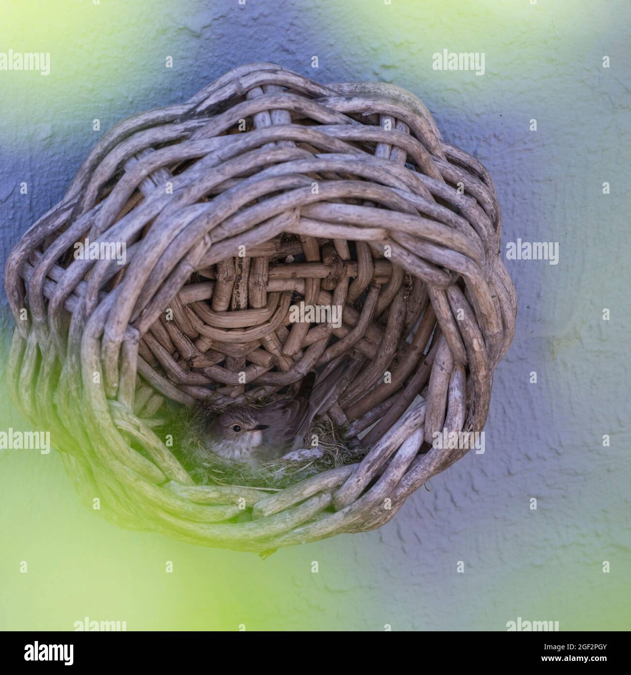 Gefleckter Fliegenfänger (Muscicapa striata), Zucht in einem alten Korb beim Haus, Deutschland Stockfoto