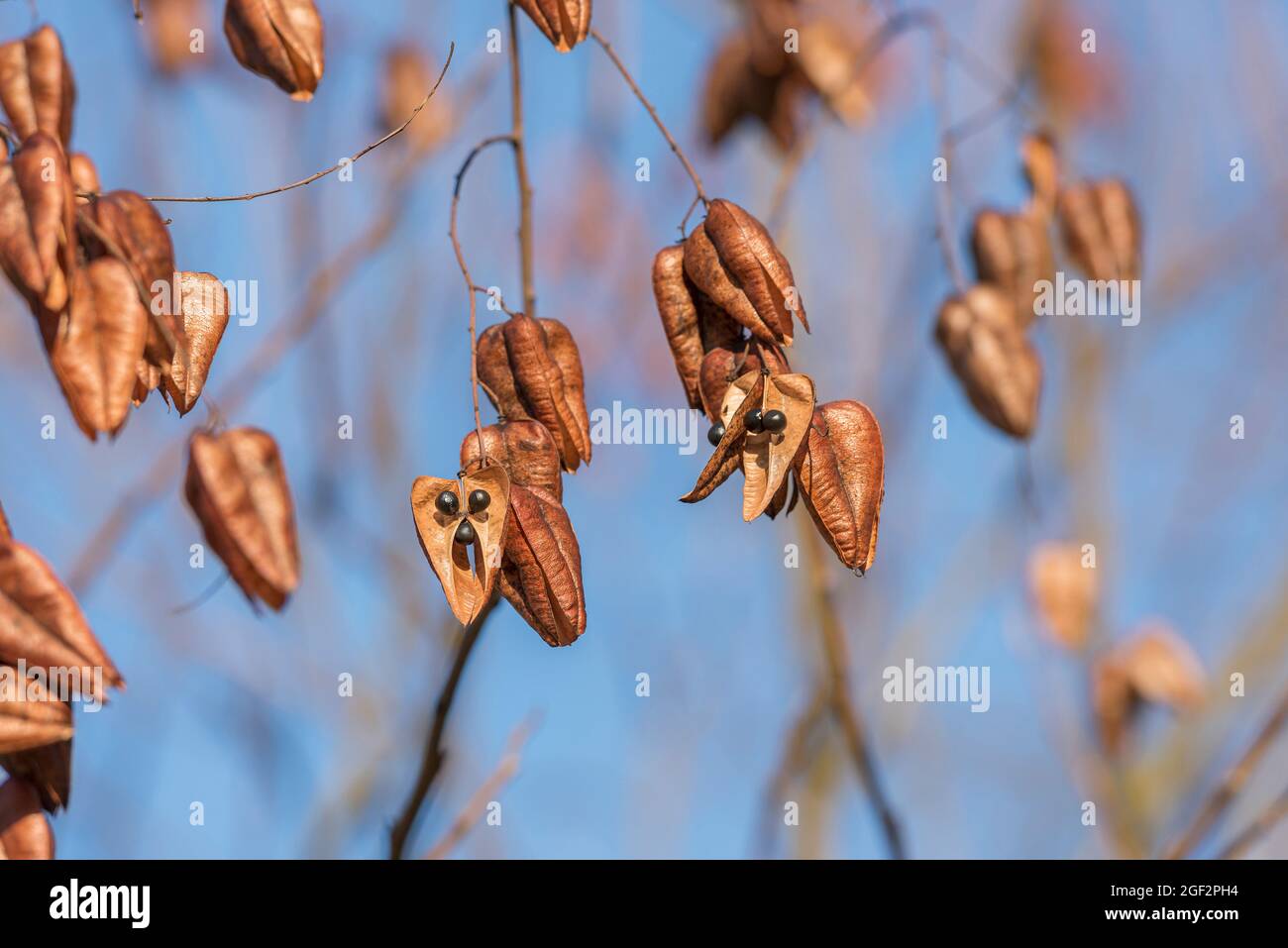 der goldene Regenbaum (Koelreuteria paniculata), die Früchte auf dem Ast Stockfoto