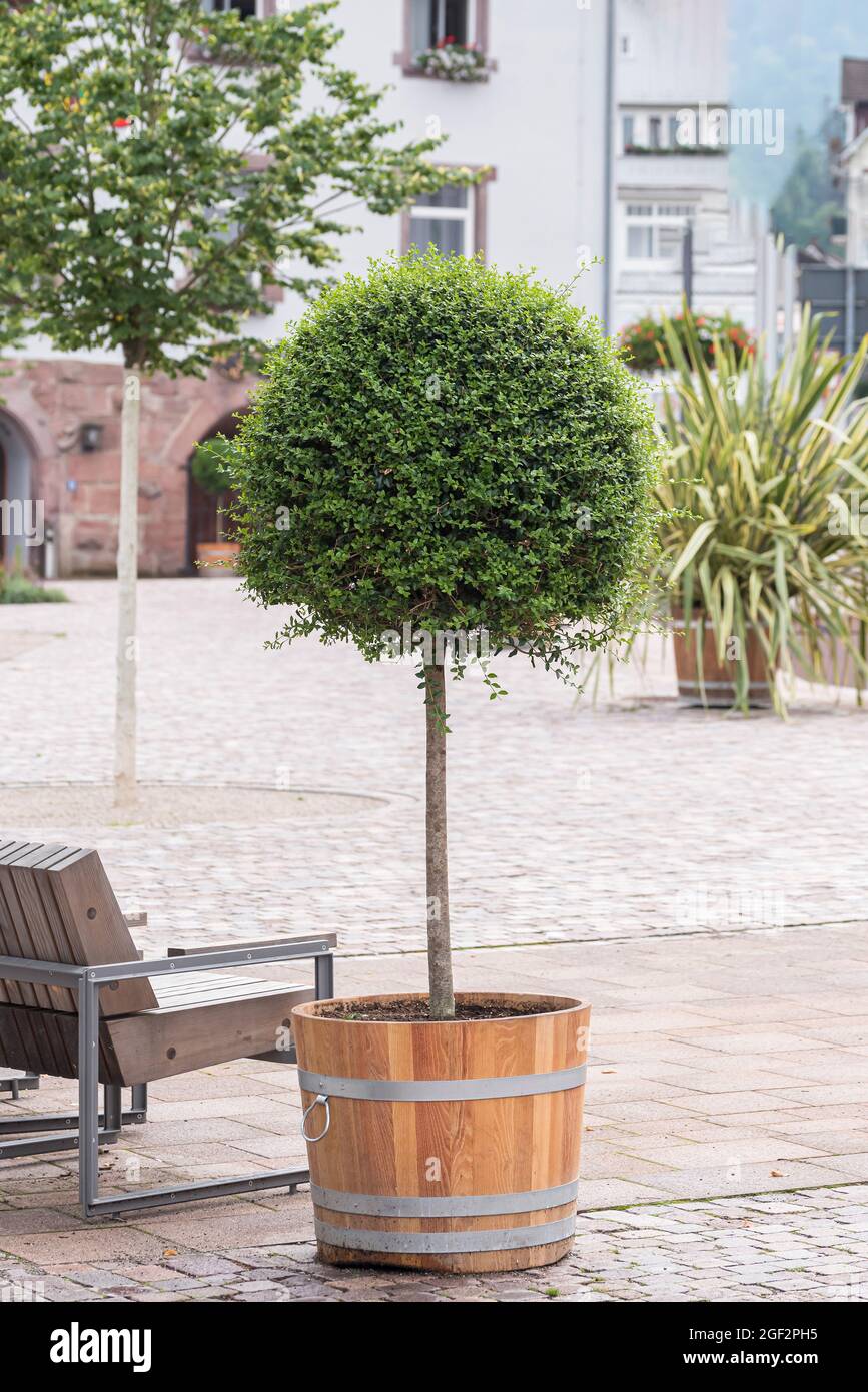 ImmergrÃƒÂ¼ner Liguster (Ligustrum delavayanum), Topfpflanze, Deutschland Stockfoto