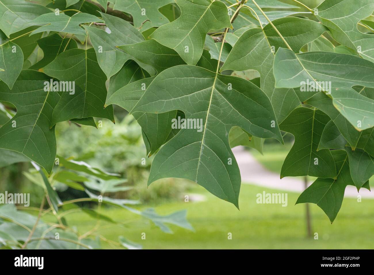 Chinesische Tulpenpappel, chinesischer Tulpenbaum, chinesisches Weißholz (Liriodendron chinensis, Liriodendron chinense), Blätter auf einem Ast Stockfoto