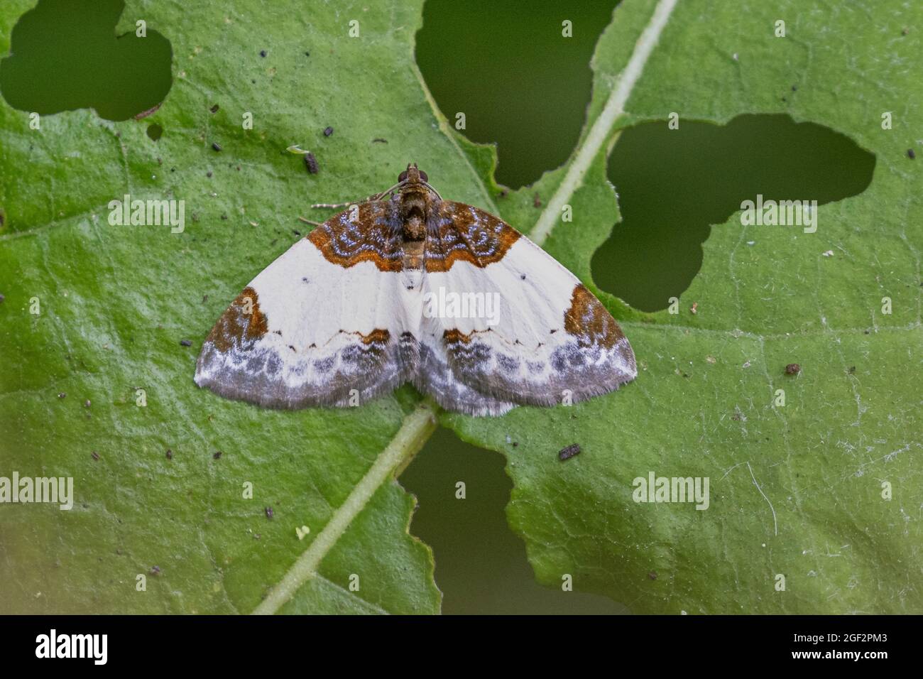 Schöner Teppich (Mesoleuca albicillata), auf Kohlrabi-Blatt, Deutschland, Bayern, Ialissos Stockfoto