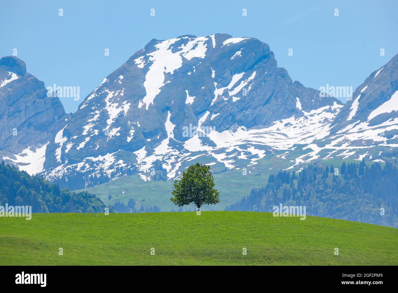 Linden, Linden, Linden (Tilia spec.), freistehende Einzellinde auf einem Hügel vor schneebedeckten Churfirsten, Toggenburg, Schweiz, Stockfoto