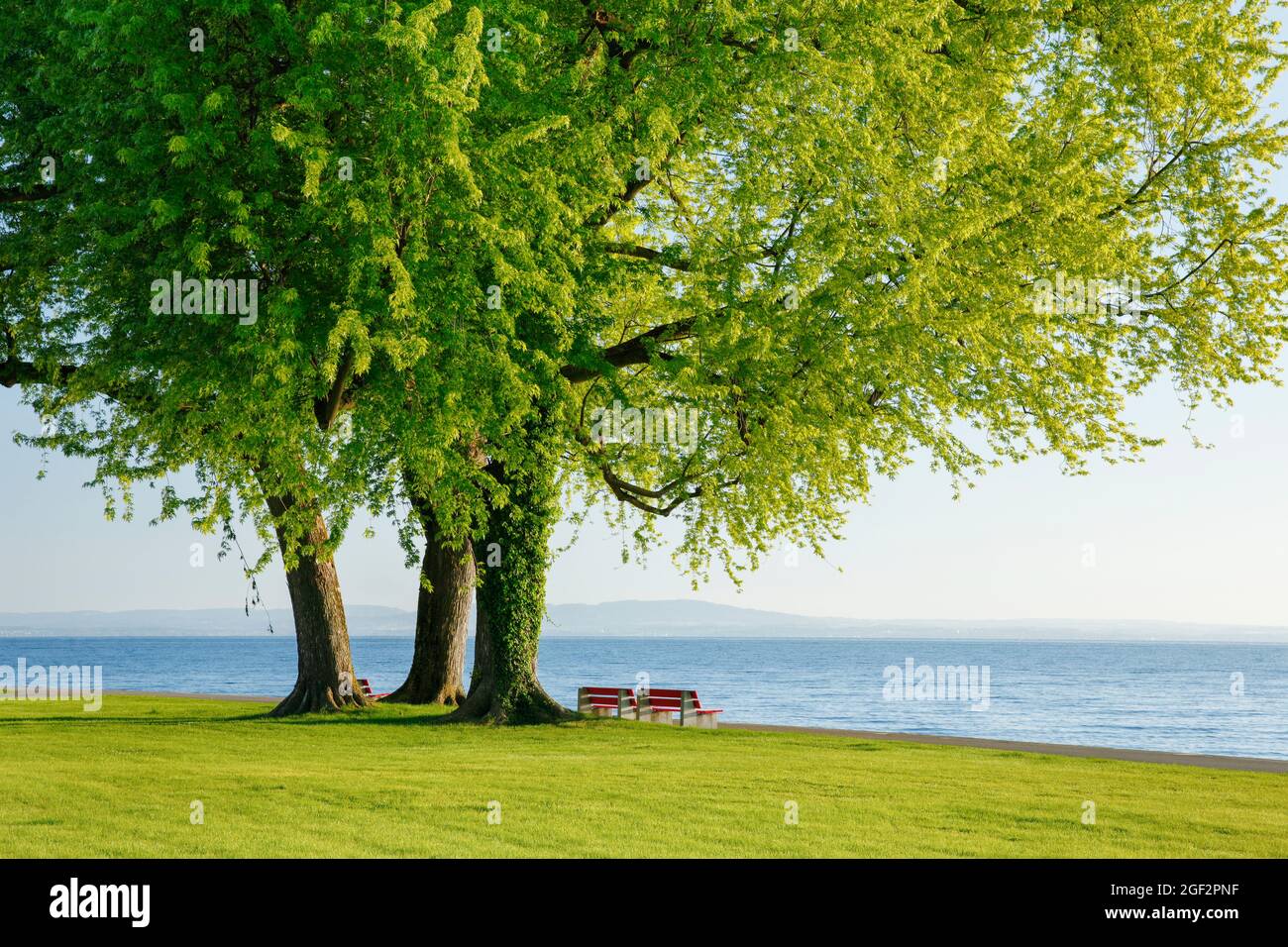 Silberahorn, Weißahorn, Vogelaugahorn (Acer saccharinum), Bänke unter großem Silberahornwald am Ufer des Bodensees bei Arbon, Stockfoto