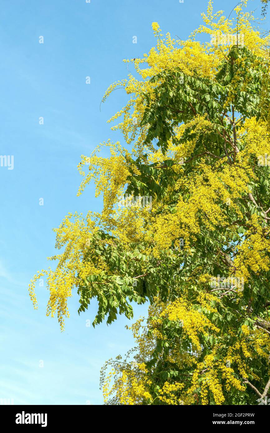 goldener Regenbaum (Koelreuteria paniculata), blühend Stockfoto