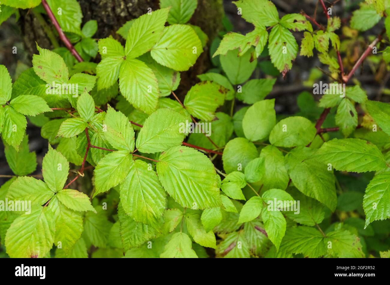 Grüne Blätter der Rubus idaeus, europäische Himbeerpflanze Stockfoto