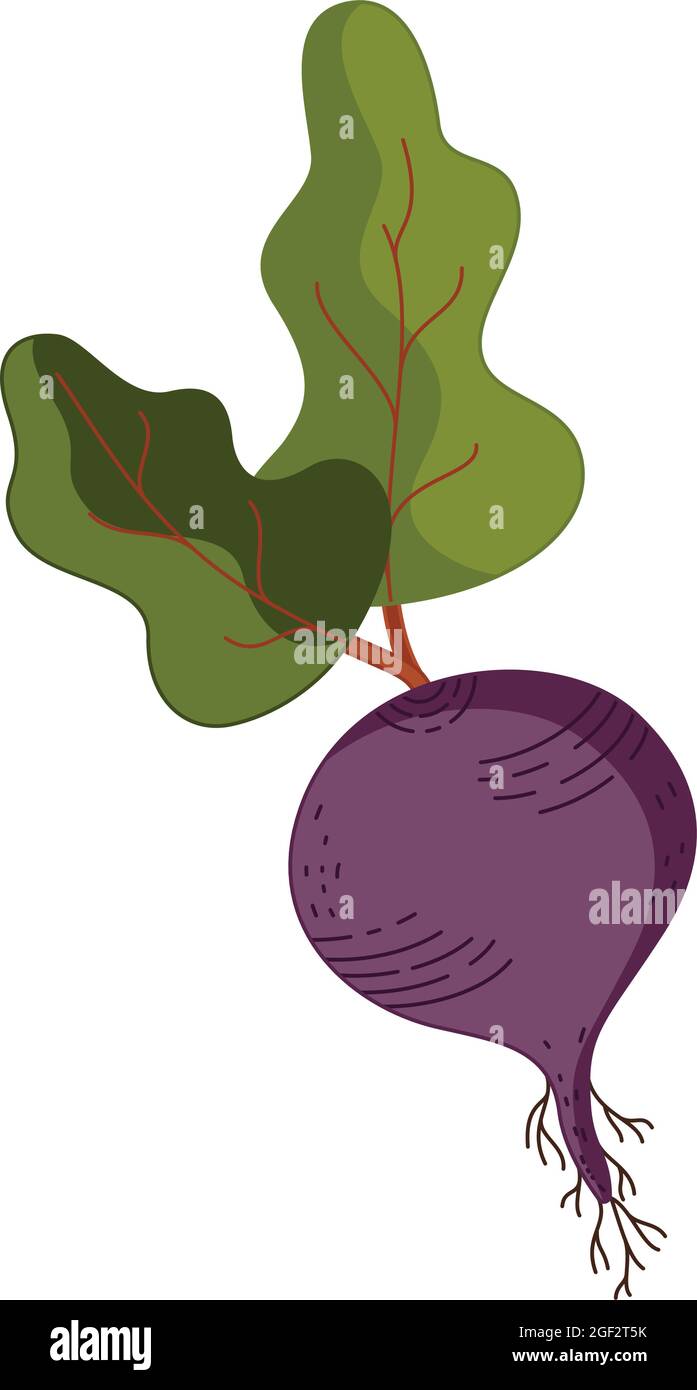 Vektorgrafik in einem flachen Stil einer violetten Rote Bete isoliert auf weißem Hintergrund. Stock Vektor