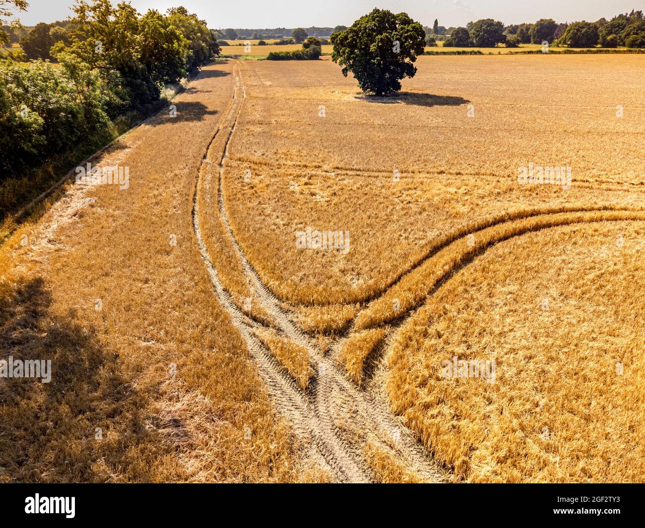 Drohnenaufnahme von Traktorlinien in einem Feld aus goldenem Weizen, bereit für die Ernte Stockfoto