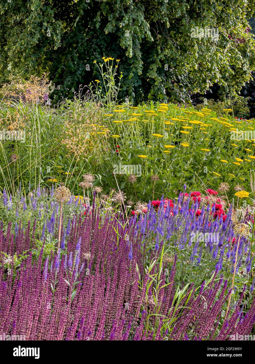 Gemischte Blumensorte im Sommer in einem britischen Garten Stockfoto