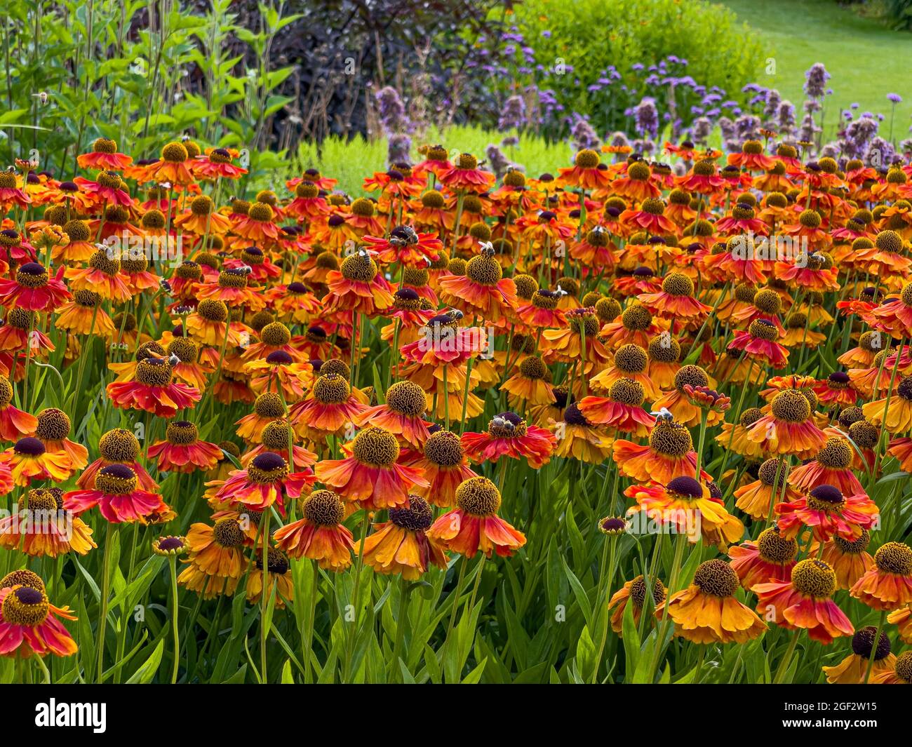 Orangenblüten von Helenium Waldtraut wachsen in einem britischen Garten Stockfoto