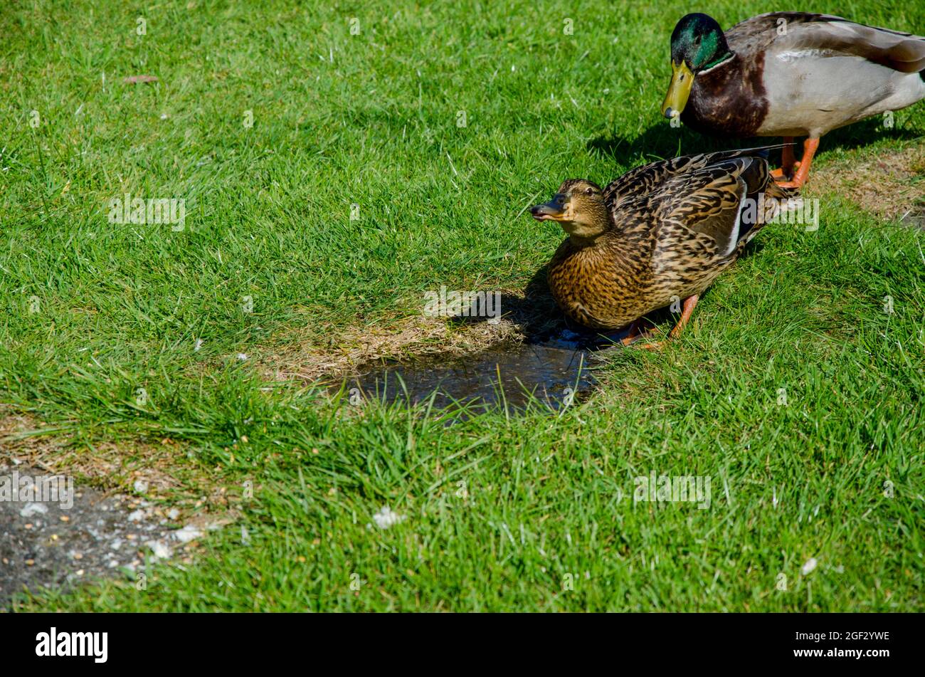 Englische gartenvögel Fotos und Bildmaterial in hoher Auflösung Alamy