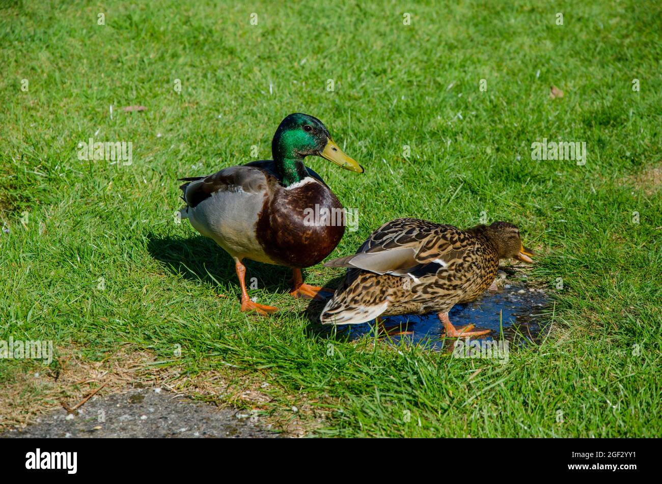 55+ Enten Im Garten Was Tun, Enten fressen gerne frisches grün.