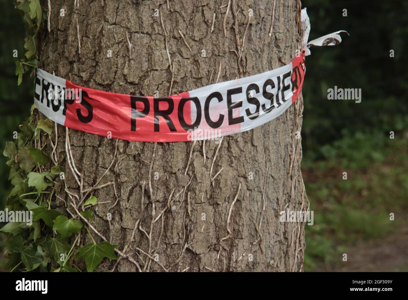 Warnband um eine Eiche für die eichenprozesshafte Raupe in Den Haag Stockfoto