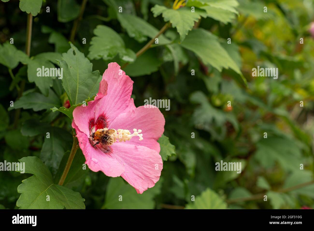 Bienen sammeln eine Hibiskusblüte, Elsass, Frankreich. In der Hecke eines Gartens zog diese Hibiskusblüte eine Biene an, deren Bauch mit Pollen beladen war. Stockfoto