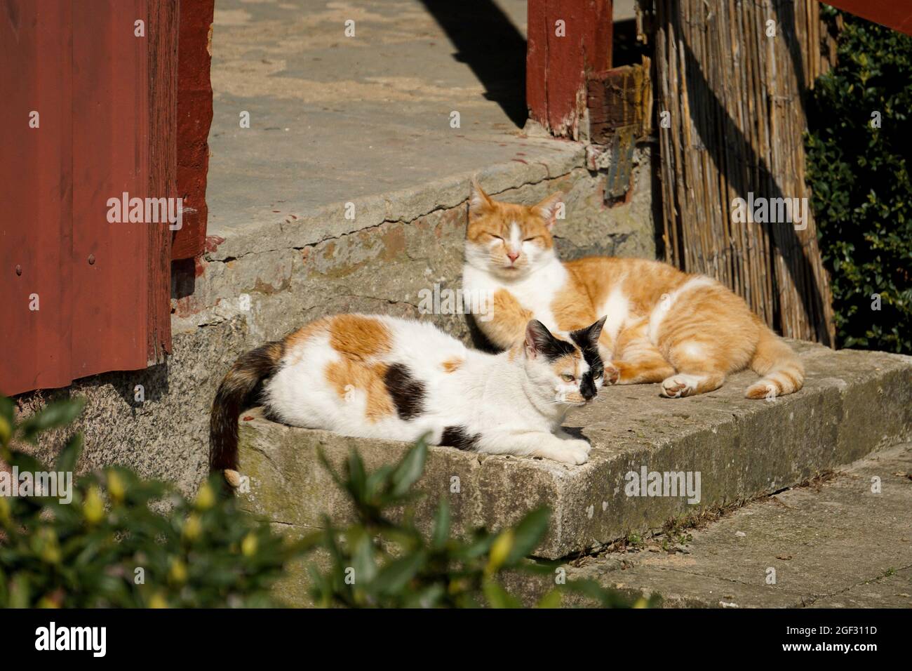 Entzückende bunte Katzen sitzen auf der Betontreppe Stockfoto