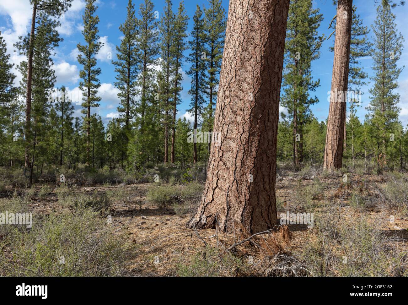 Deschutes National Forest, Oregon Stockfoto