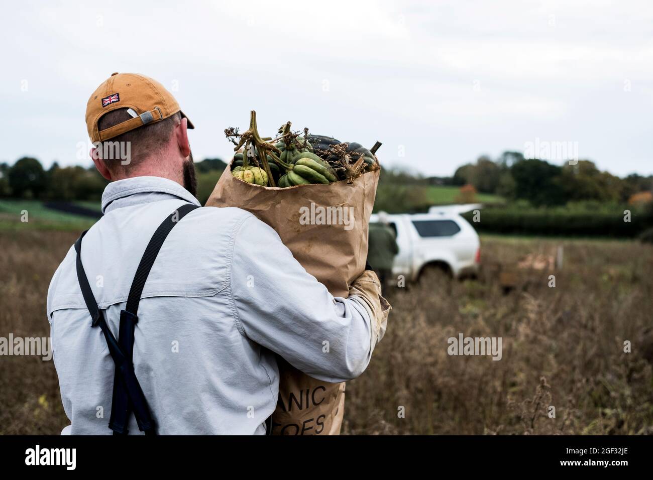 Landwirt, der auf einem Feld läuft und eine Papiertüte mit frisch gepflückten Kürbissen trägt. Stockfoto
