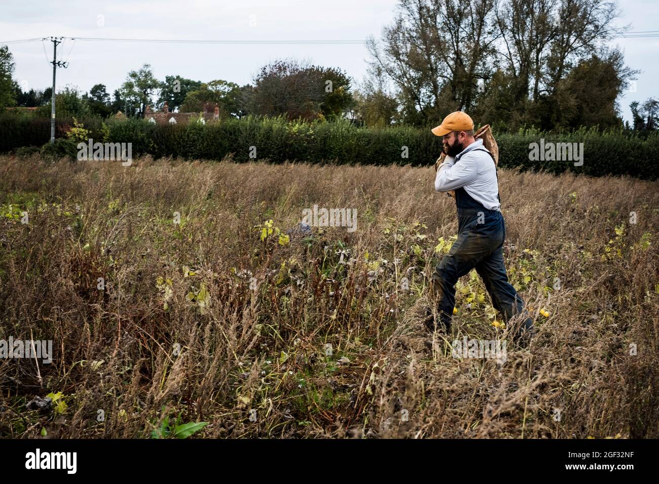 Landwirt, der auf einem Feld läuft und eine Papiertüte mit frisch gepflückten Kürbissen trägt. Stockfoto