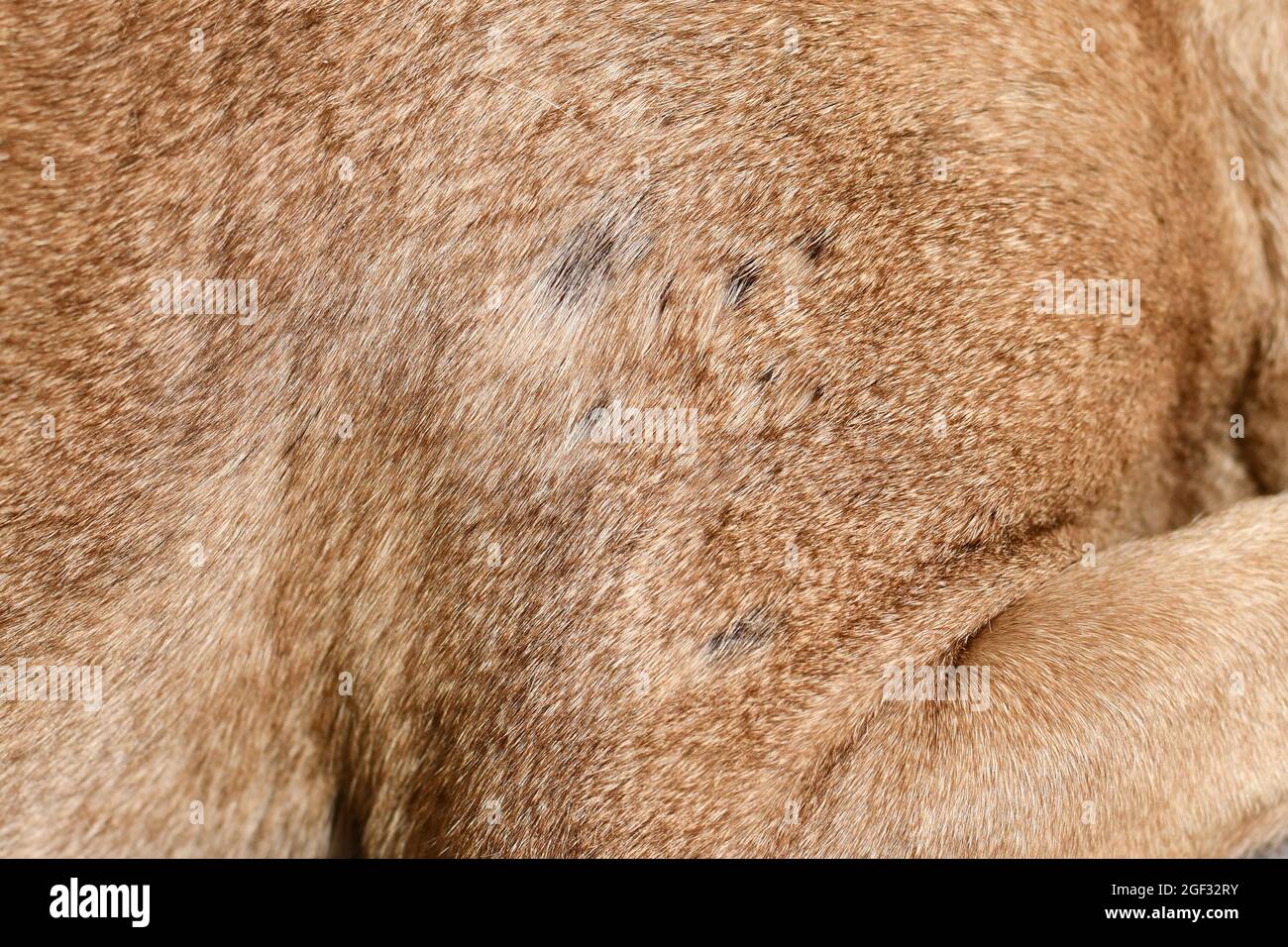 Mehrere kleine kahle Stelle im Fell eines kurzhaarigen Hundes Stockfoto